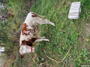 vitea ,,,,,,,,,,,, - imagine 3