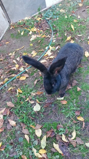 Vând masculi uriaș belgian  - imagine 3