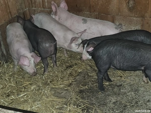 vând soldani rasa de calitate de carne 30-35 kg  - imagine 3