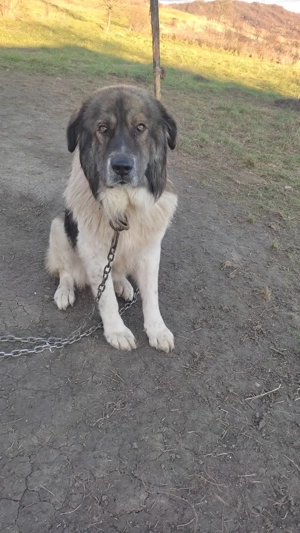 Vând câine ciobănesc  - imagine 3