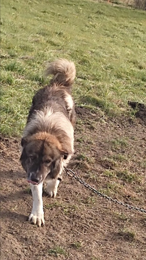 Vând câine ciobănesc  - imagine 2