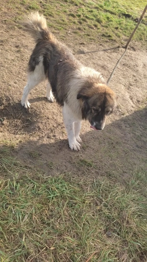 Vând câine ciobănesc  - imagine 5