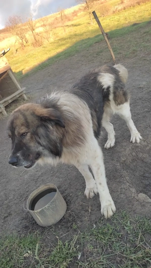 Vând câine ciobănesc  - imagine 4