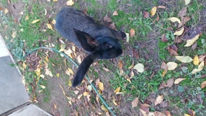 Vând masculi uriaș belgian  - imagine 6