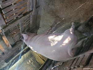 Porci mari - imagine 2