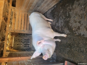 Porci mari - imagine 5