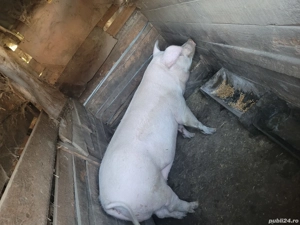 Porci mari - imagine 3