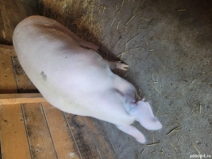 Porci mari - imagine 4