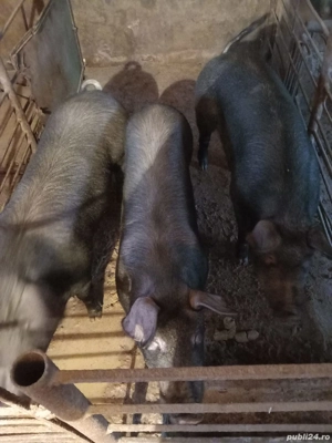 Porci de vanzare - imagine 2