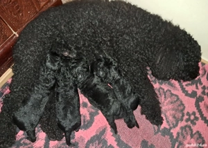 Cățeluși caniche  pudel negrii ,talie medie! - imagine 2