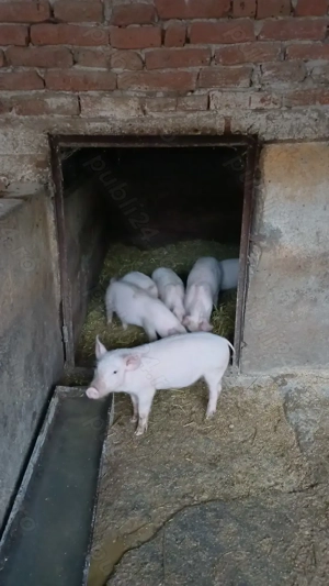 Purcei landrace castrati 4buc si 4purcele