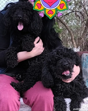 Cățeluși caniche  pudel negrii ,talie medie! - imagine 3