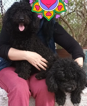 Cățeluși caniche  pudel negrii ,talie medie! - imagine 4