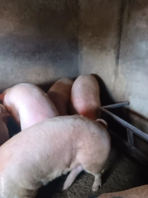 Vand porci! - imagine 2