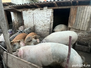 Porci de casă de vânzare   mari până la 300 kg + mai mici   Becicherecu Mic