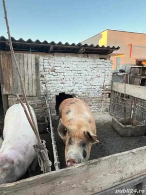 Porci de casă de vânzare   mari până la 300 kg + mai mici   Becicherecu Mic - imagine 3