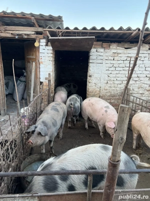 Porci de casă de vânzare   mari până la 300 kg + mai mici   Becicherecu Mic - imagine 4