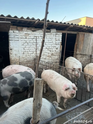 Porci de casă de vânzare   mari până la 300 kg + mai mici   Becicherecu Mic - imagine 2