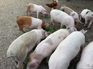 purcei de vânzare..