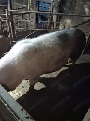 Vând scroafa mare  - imagine 2