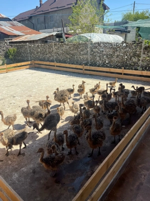 Pui de Strut Negru African - imagine 5