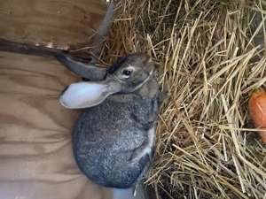 Hycole francez.. - imagine 2