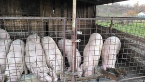 Porci de vanzare - imagine 3