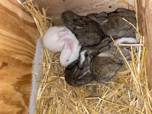 Hycole francez.. - imagine 3