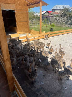 Pui de Strut Negru African - imagine 3