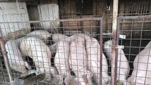 Porci de vanzare - imagine 2