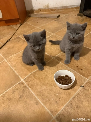 Pui british shorthair