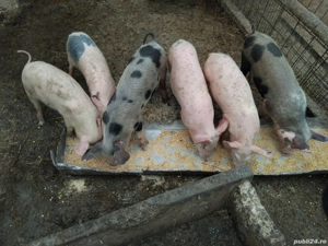 vand purcei - imagine 3