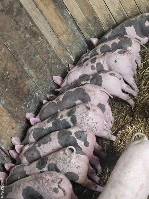 vând 22 soldani rasa de calitate de carne petran belgian pur 