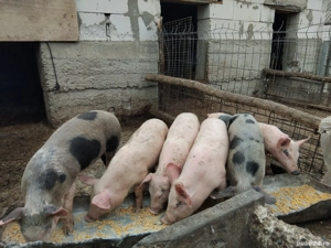 vand purcei - imagine 2