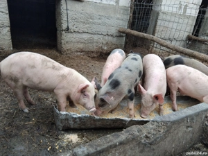 vand purcei - imagine 4