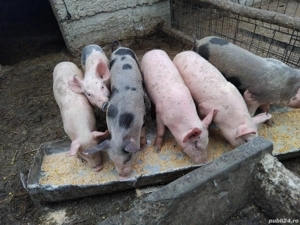 vand purcei - imagine 5