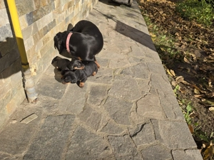 Vând Puiuți din rasa  Teckel  - imagine 5