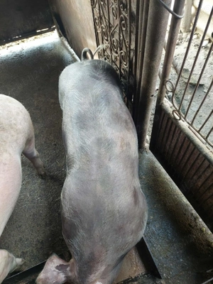 Porc de vanzare - imagine 2