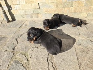 Vând Puiuți din rasa  Teckel  - imagine 4