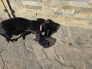 Vând Puiuți din rasa  Teckel  - imagine 3