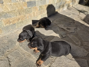 Vând Puiuți din rasa  Teckel 