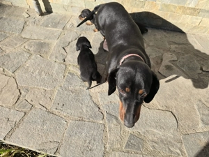 Vând Puiuți din rasa  Teckel  - imagine 6