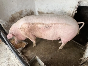 Vând porci rasă de carne  - imagine 3