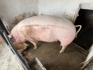 Vând porci rasă de carne  - imagine 4