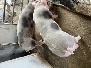 Vând porci rasă de carne  - imagine 5