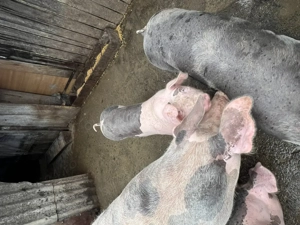 Vând porci rasă de carne 