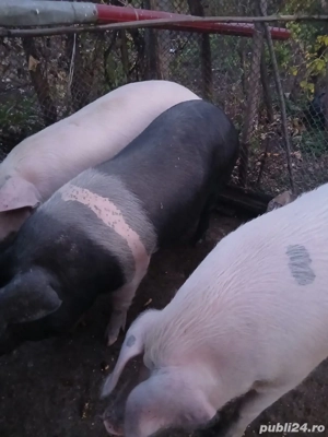 vand porc  - imagine 3