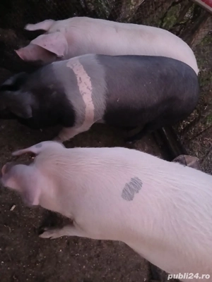 vand porc  - imagine 2