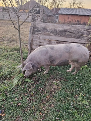 Vând scroafă petrean - imagine 2