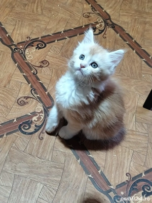 Maine coon puiuti  - imagine 4